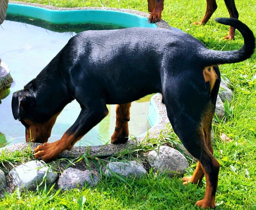 Pinscher * Xélanc Quality Quattro 9 månader